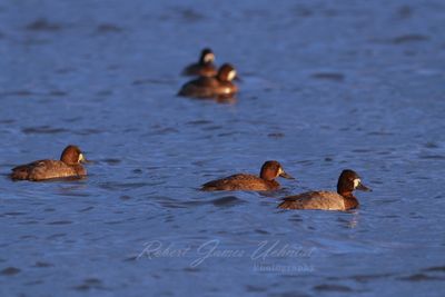 Lesser Scaups Golden Hour 24.jpg