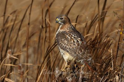Red Tailed Hawk on stump 24.jpg