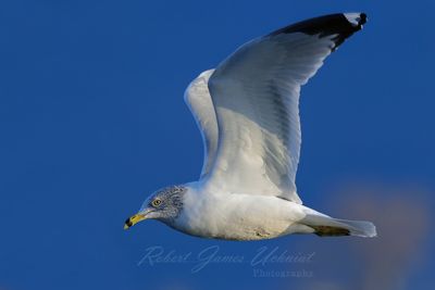 Ring Billed Gull flight X close 24.jpg