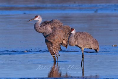 Sandhill Crane damaged wing 24.jpg