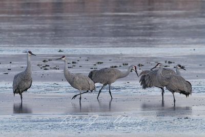 Sandhill Cranes in pre dawn 24.jpg