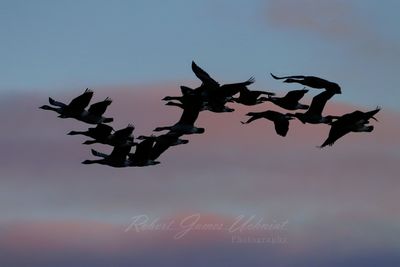 Canadian Geese and Sunrise 24.jpg