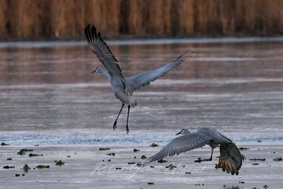 Sandhill Crane pair takeoff 24.jpg