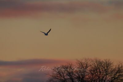 Seagull and Sunrise 24.jpg