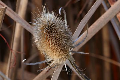 Dry Thistle 2 24.jpg