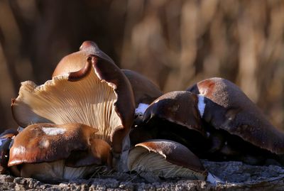 Fall Oyster Mushrooms 24.jpg