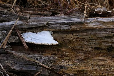 Fungus and log 24.jpg