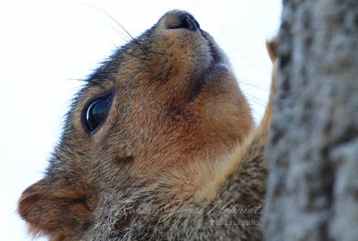 Squirral portrait 24.jpg