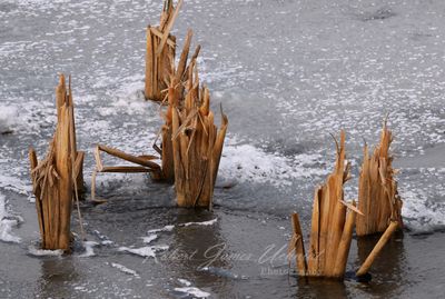 Withered Reeds in frozen pond 24.jpg