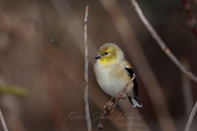 American Goldfinch on twig fall 24.jpg