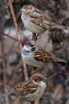 House Sparrows on a twig 24.jpg