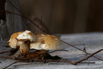 Mushrooms and stump 24.jpg