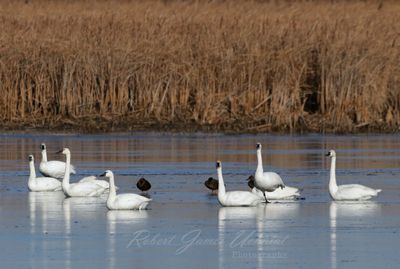 Trumpeter Swans in pond 24.jpg