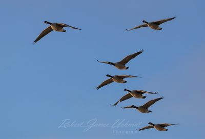 Canadian Geese migration flight 24.jpg