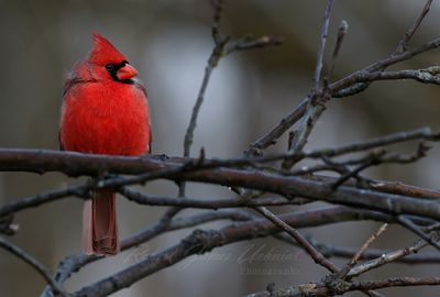 Cardinal Male on twig 24.jpg
