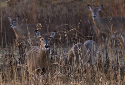 Deer small herd 24.jpg