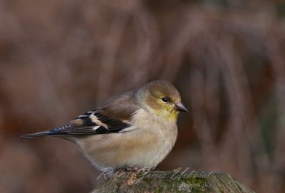 American Goldfinch on post fall 24.jpg