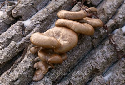 Mushrooms and bark 24.jpg