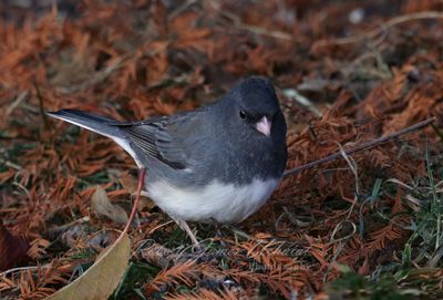 Dark Eyed Junco in fall 24.jpg