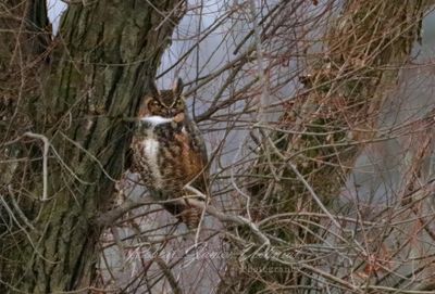 Great Horned Owl fall (extreme distance) 24.jpg