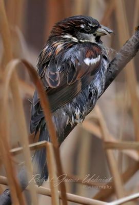 House Sparrow with bifrucated beak 24.jpg
