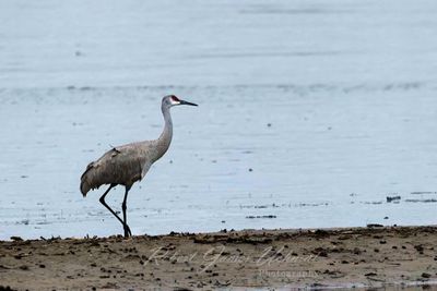 Sandhill Crane single 24.jpg