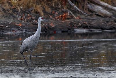 Sandhill Crane single on ice 24.jpg