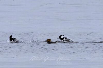 Hooded Merganzer courtship 24.jpg