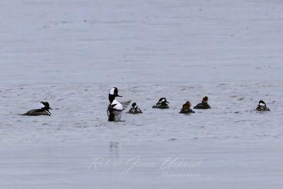 Hooded Merganzer courtship flapping 24.jpg