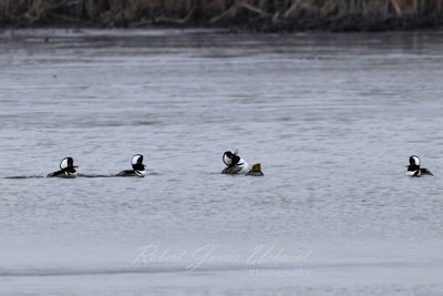 Hooded Merganzer courtship vocalising 24.jpg
