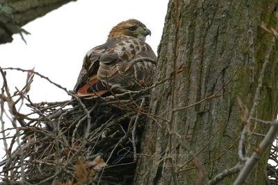 Red Tailed Hawk in nest fall 24.jpg