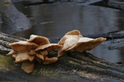 Oyster Mushroom on log 24.jpg