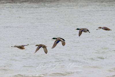 Mallard grey morning flight 24.jpg