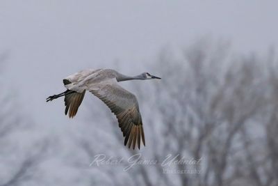 Sandhill Crane flight early morning 24.jpg