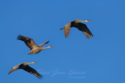 Sandhill Cranes in flight 25.jpg