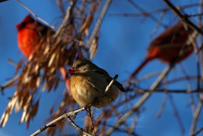 Cardinal female and males 25.jpg