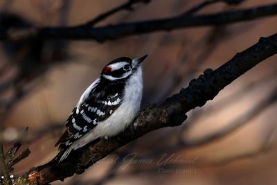 Downey Woodpecker on branch 25.jpg
