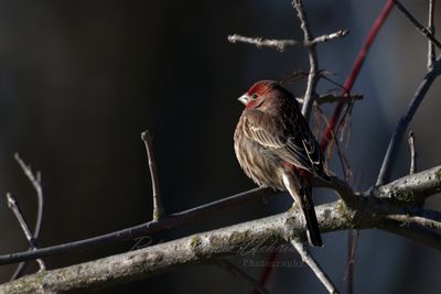 House Finch male on branch 25.jpg