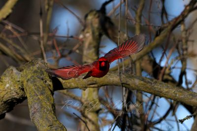 Cardinal male take off 25.jpg