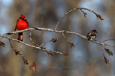 Cardinal and Sparrow on branch 25.jpg