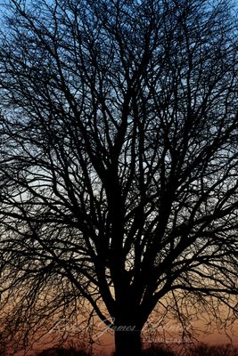 Bare Tree at dawn 25.jpg