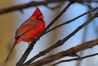 Cardinal Male in bush 25.jpg