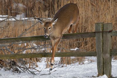 Deer Jumping over fence 25.jpg