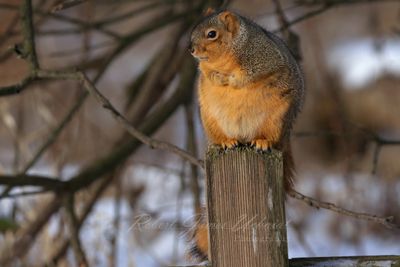 Fluffy Squirrel 25.jpg