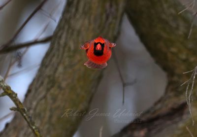Cardinal Head On Take off 25.jpg