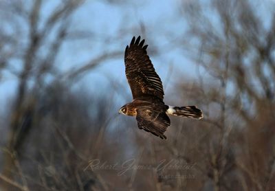 Northern Harrier in Flight 24 TP.jpg (processed 2025)