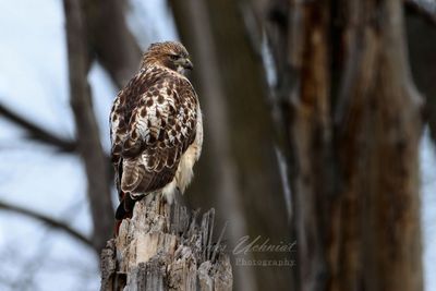 Red Tail Hawk on stump 24.jpg (processed 2025)