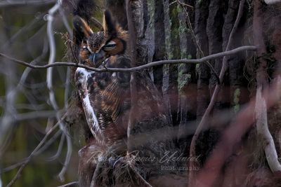 Great Horned Owl male 24.jpg (processed 2025)