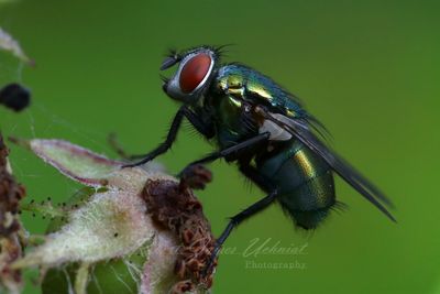 Green Bottle Fly 24.jpg