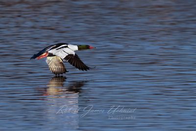 Common Merganser male in flight 25.jpg